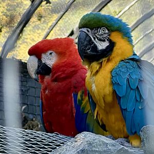 Scarlett Macaw/Blue and Gold Macaw