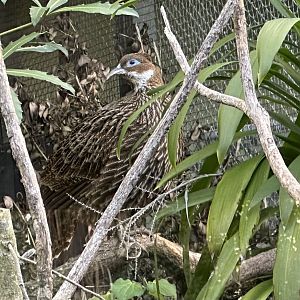 Female Himalayan Monal Roosting