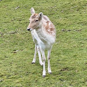 Fallow deer (Dama dama)