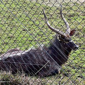 Lowland nyala (Tragelaphus angasii)