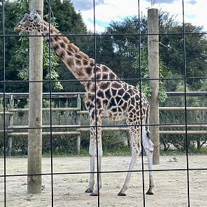 Masamba (Giraffe)