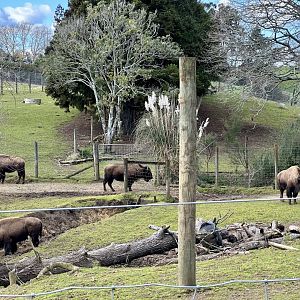 American Bison Exhibit (New Track)