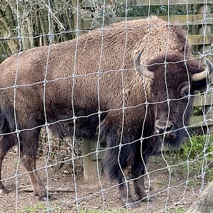 American bison (Bison bison)