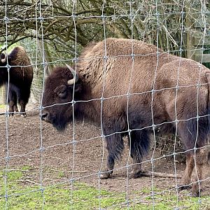 American bison (Bison bison)