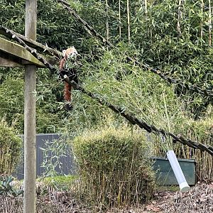 Red Panda Eating Bamboo