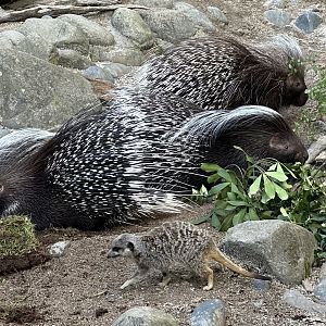 Cape Porcupine/Slender-tailed Meerkat