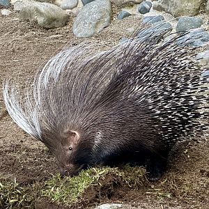 Cape porcupine (Hystrix africaeaustralis)