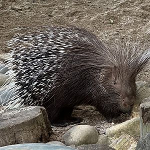 Cape porcupine (Hystrix africaeaustralis)