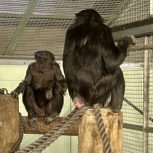 Sanda and Chiku (Common Chimpanzee)