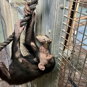 Kendi (Common Chimpanzee)