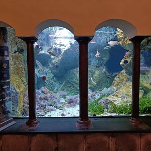 Acquario di Napoli - Salema, goby and anemone tank