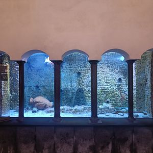 Acquario di Napoli - Moray tank