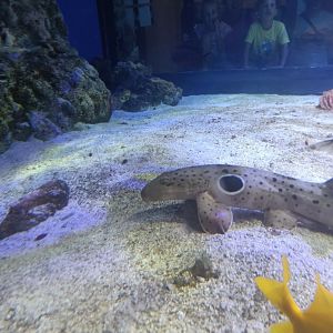Acquario di Napoli - (new?) Epaulette Shark