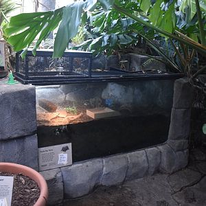 Aug. 2025 - Discovery Forest - NEW(er) Florida Box Turtle Exhibit