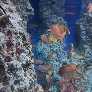 Acquario di Napoli - Swallowtail Sea Perch
