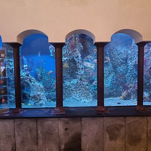 Acquario di Napoli - Swallowtail Sea Perch tank