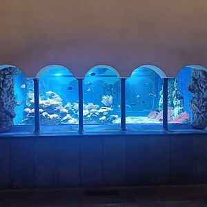 Acquario di Napoli - central coral tank