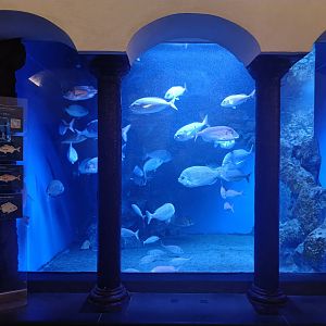 Acquario di Napoli - Seabream tank