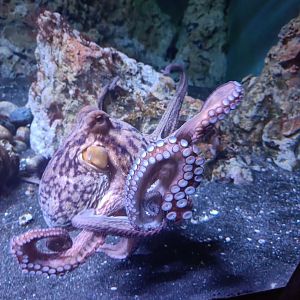 Acquario di Napoli - Common (?) Octopus