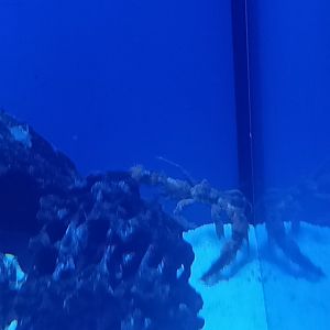 Acquario di Napoli - Camposcia retusa (Velcro Decorator Crab)