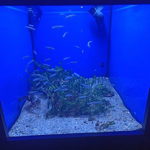 Acquario di Napoli - small seaweed tank