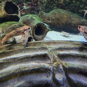 Acquario di Napoli - Flying Gurnards with Roman Amphorae
