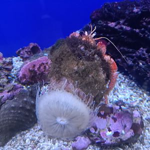 Acquario di Napoli - huge Dardanus calidus (Hermit Crab) with anemone (?) on back