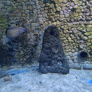 Acquario di Napoli - Roman lithic anchor surrounded by Mediterranean Morays