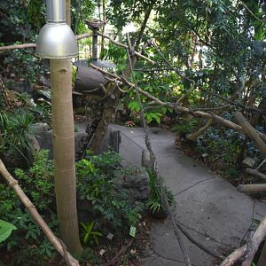 Aug. 2025 - Discovery Forest - Linne's Two-toed Sloth Exhibit