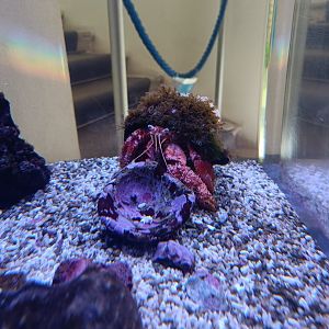 Acquario di Napoli - huge Dardanus calidus (Hermit Crab)