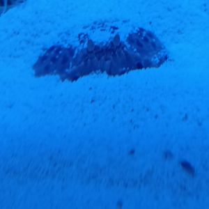 Acquario di Napoli - Mediterranean Shame-faced Crab (Calappa granulata)