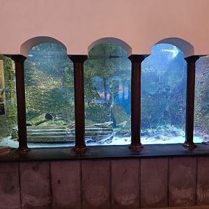 Acquario di Napoli - Flying Gurnard tank