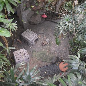 Aug. 2025 - Discovery Forest - NEW(er) Red-footed Tortoise Exhibit