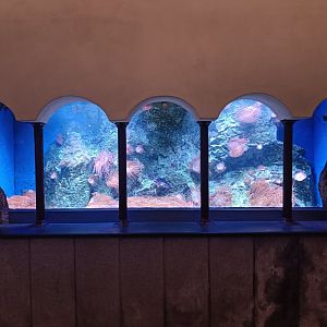 Acquario di Napoli - anemone tank