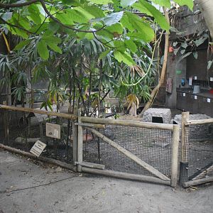 Aug. 2025 - Discovery Forest - NEW(er) - Red-footed Tortoise Exhibit