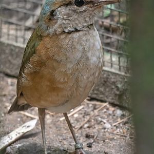 Blue-rumped pitta (Hydrornis soror)