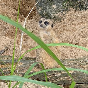 Slender-Tailed Meerkat - Riverbanks Zoo