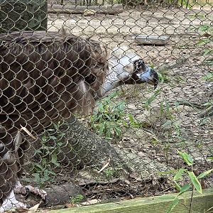 Cinereous Vulture - Riverbanks Zoo