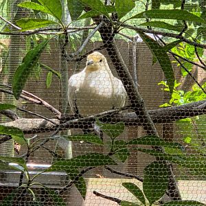Pied Imperial Pigeon-Riverbanks Zoo
