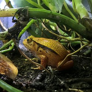 Tomato Frog - Riverbanks Zoo