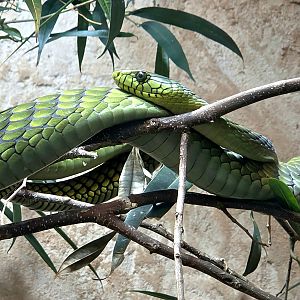 West African Green Mamba - Riverbanks Zoo