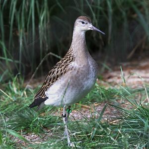 Ruff (Calidris pugnax)