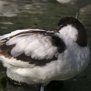 Pied Avocet (Recurvirostra avosetta)