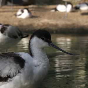 Pied Avocet (Recurvirostra avosetta)