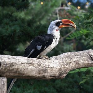 Von Der Decken's Hornbill (Tockus deckeni)