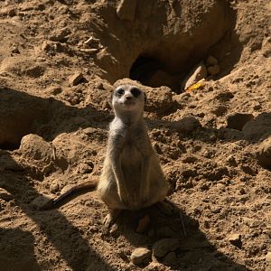 Meerkat (Suricata suricatta)