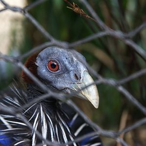 Vulturine Guineafowl (Acryllium vulturinum)