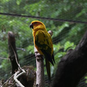 Sun Conure (Aratinga solstitialis)