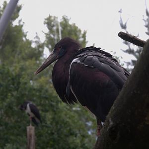 Abdim's Stork (Ciconia abdimii)
