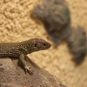 Ocellated Lizard (Timon lepidus)